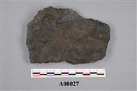 藏品(葉化石)的圖片